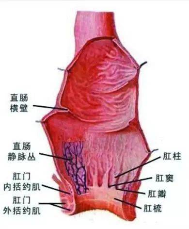 肛肠知识肛窦炎有哪些症状需要做什么检查