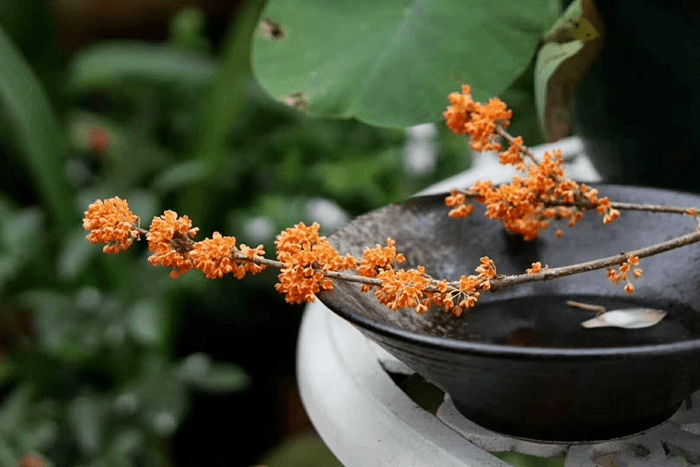 【如兰分享】海蒂的插花(2):桂花香满屋