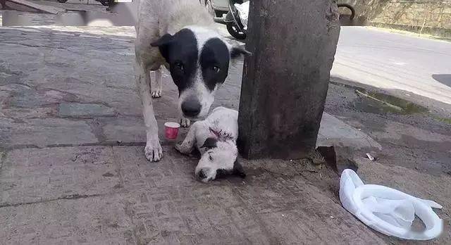 母犬当街嘶吼,脚下躺着奄奄一息的小奶狗,它在求救