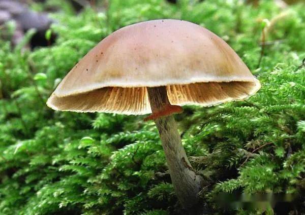 蘑菇排名_蘑菇卡通图片