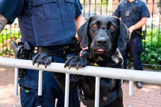 "淘汰"小警犬惨遭哄抢,警方:真的一只都没了