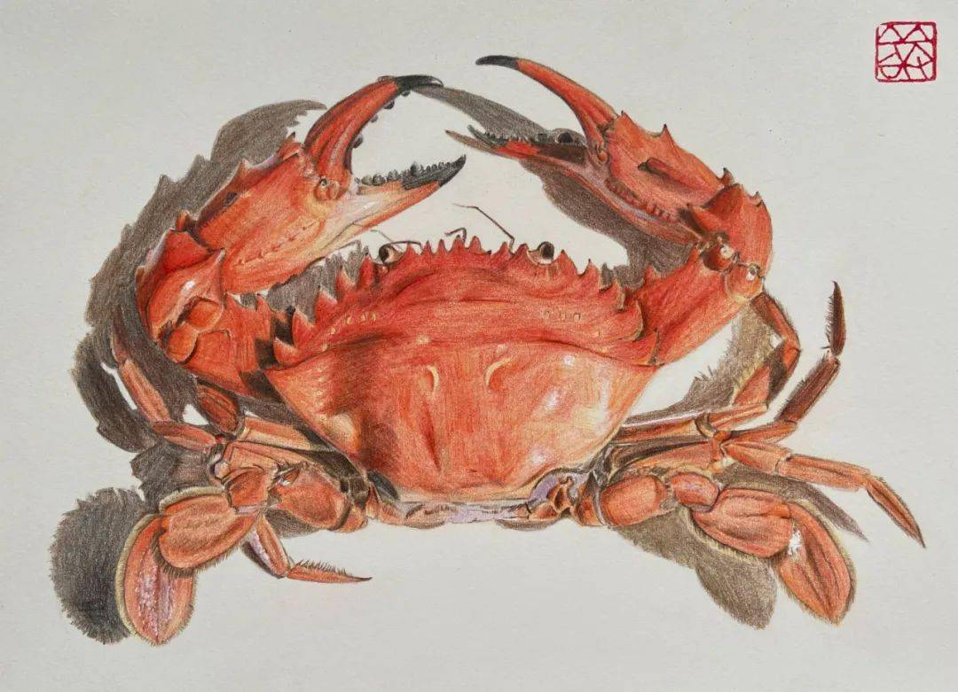 彩铅画图文教程 | 螃蟹