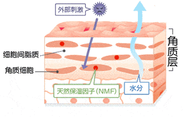 基本法|为什么有人从来不护肤皮肤却比你还好?