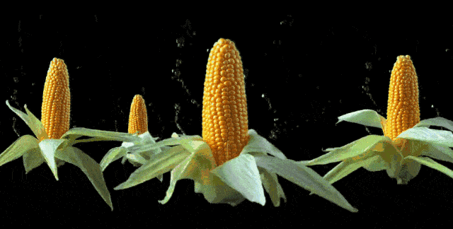 秋意|秋意凉~天气渐寒 ~火锅搞起来