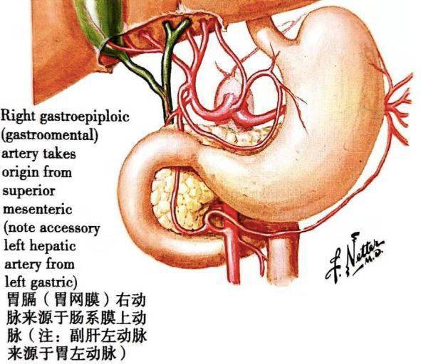 画说解剖变异:一文读懂 8 种腹腔干常见变异