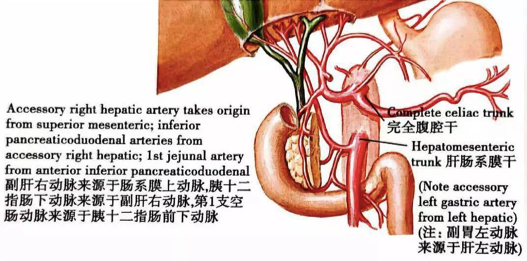 画说解剖变异:一文读懂 8 种腹腔干常见变异