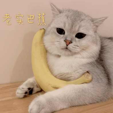 猫咪表情包:我们只是泛泛之蕉