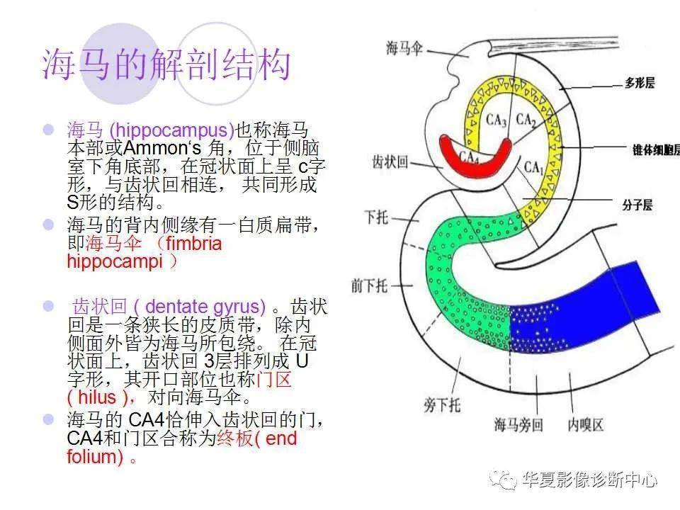 海马解剖结构与海马硬化的mri诊断