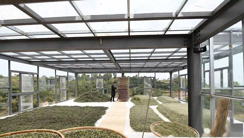 福鼎|古法制成的老白茶，喝着舒心“太姥山”修行之人