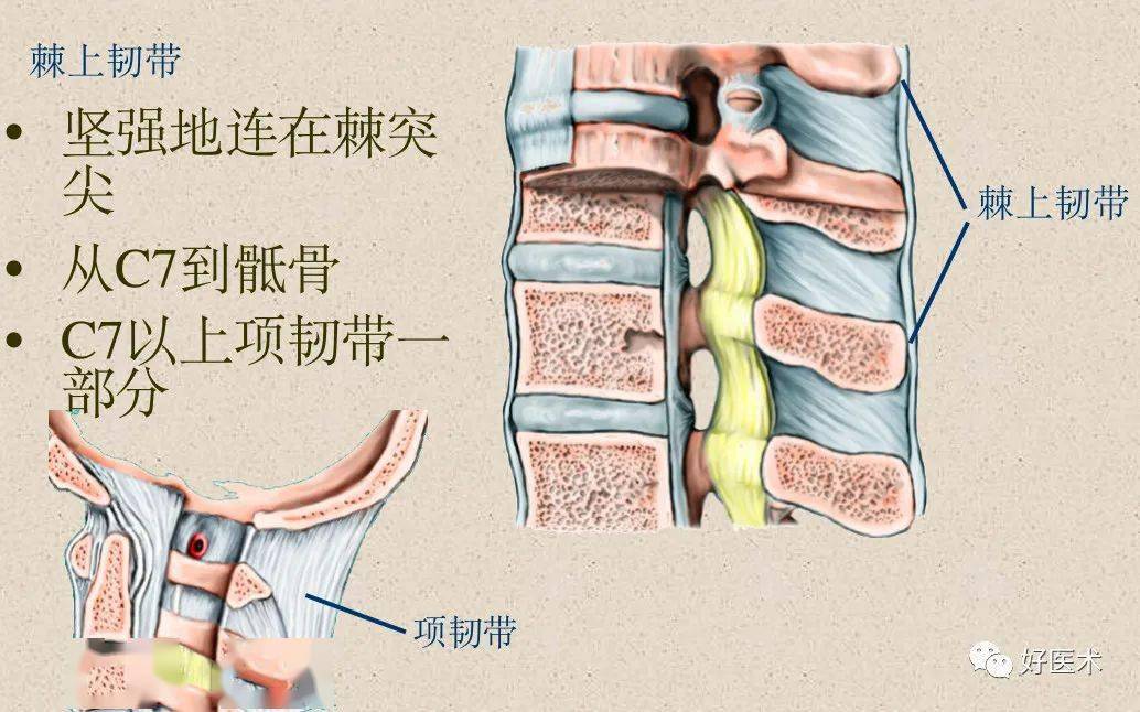 上连枕骨大孔前缘,下达骶骨(s1或2)前面,紧贴椎体和椎间盘前面,厚实而