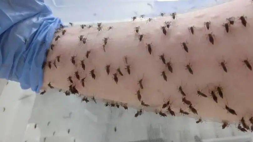 澳洲小哥每天让5千只蚊子咬自己!为了让全球蚊子感染一场大流行病!