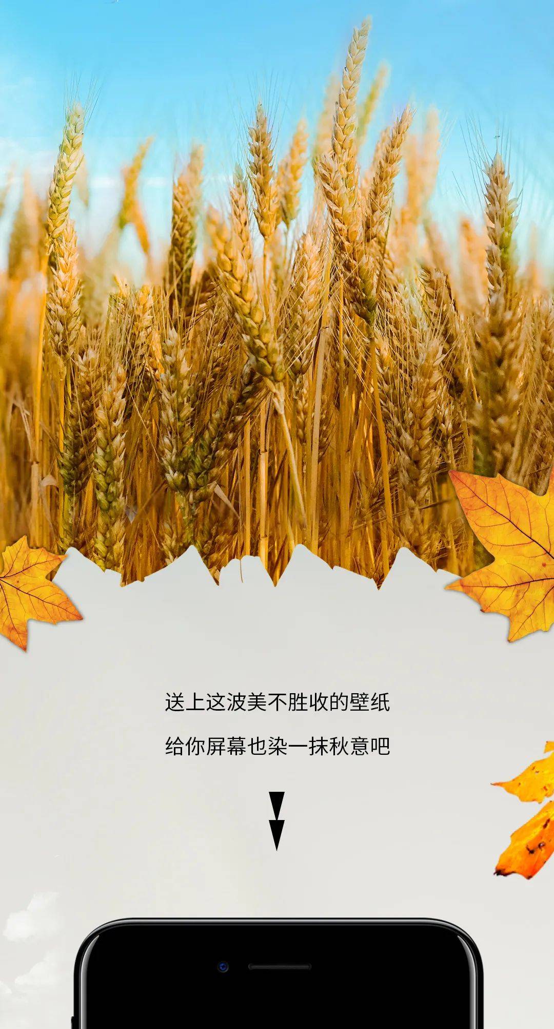 壁纸|请收下秋天的第一波美图