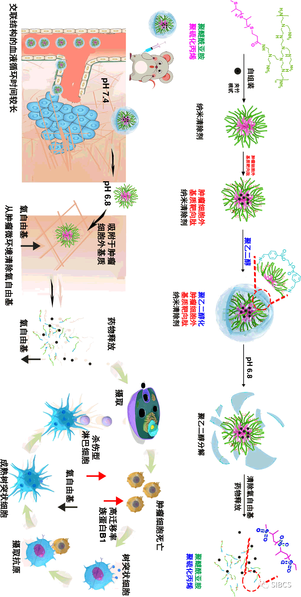 清除氧自由基可杀死三阴性乳腺癌细胞