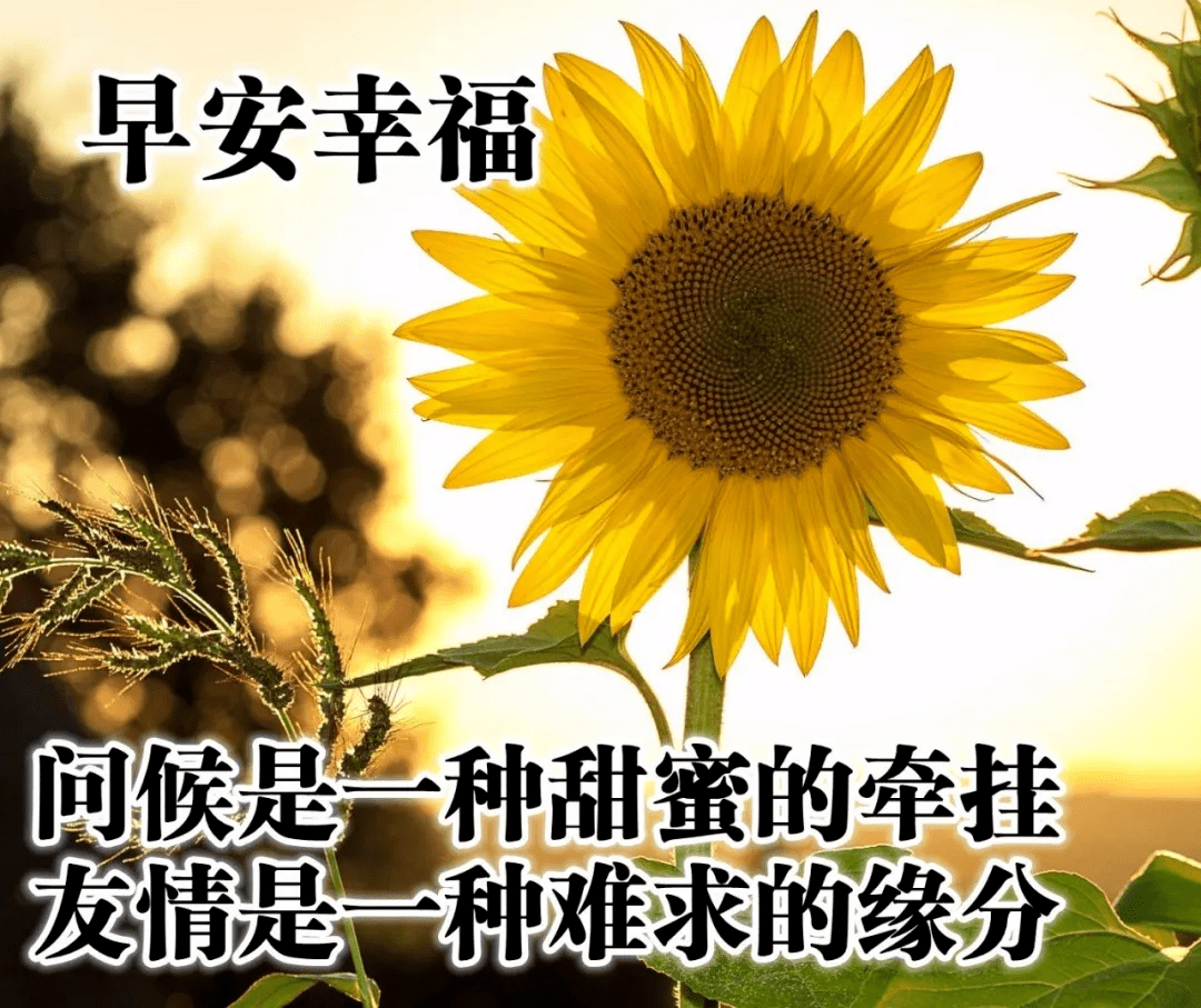 微信最适合群发的早上好问候祝福语漂亮的鲜花高清图片带字