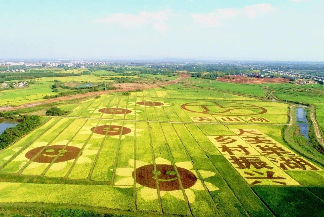 占地600亩,庙岗乡巨幅稻田画成为田园乡村一道独特的丰收美景