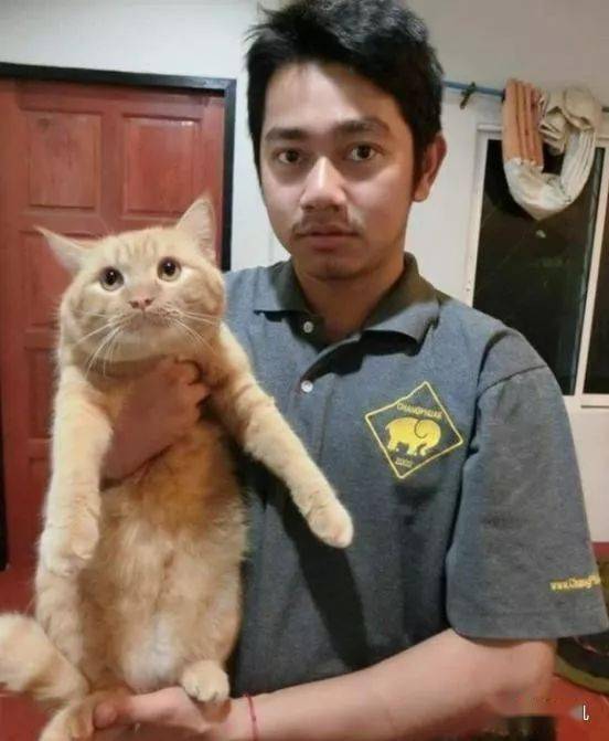 猫咪吃什么容易长胖 95959ed65fb941ee84dd93571338ef75.jpeg