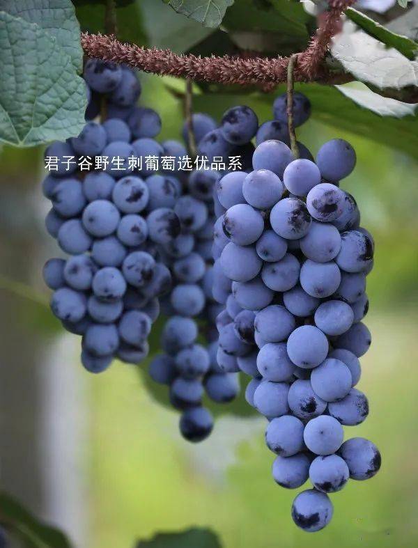 八月拿
