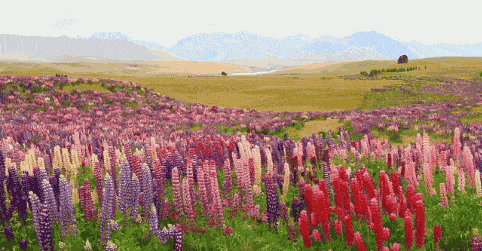 快去看奥克兰的樱花开了一个月后新西兰还将迎来颜值巅峰