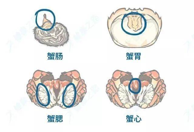 螃蟹虽美,四个部位不能吃!如何挑选食用看这里→_手机