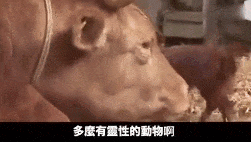 震惊!牛被宰杀,狗狗竟哭泣,开口
