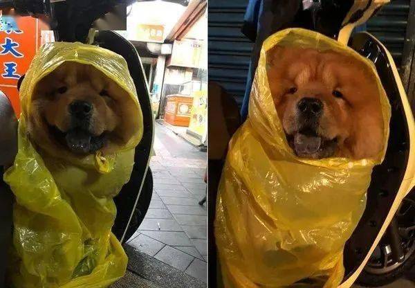 暴雨|脸肉溢出，萌翻网友载狗突淋暴雨！松狮急穿“儿童雨衣”