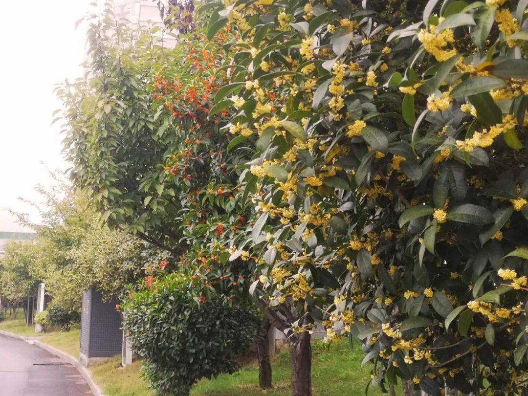 那一定是桂花的香味 双节之前小编在上班的路上 偶然经过一片"桂花林"