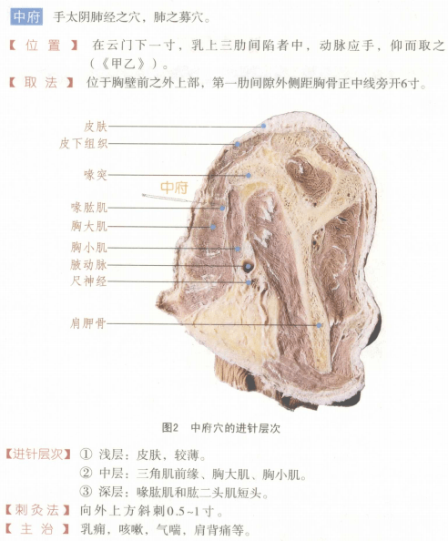 常用穴位解剖图谱(彩图版)