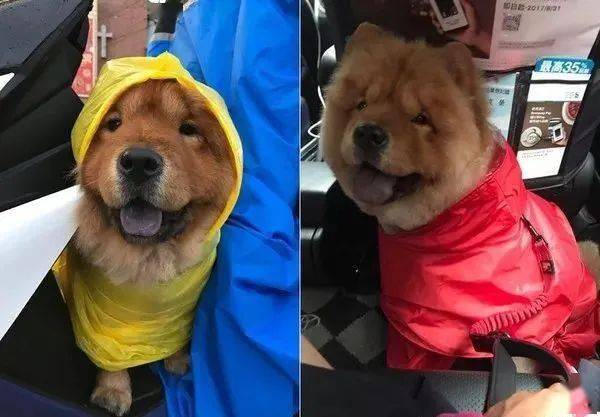 暴雨|脸肉溢出，萌翻网友载狗突淋暴雨！松狮急穿“儿童雨衣”