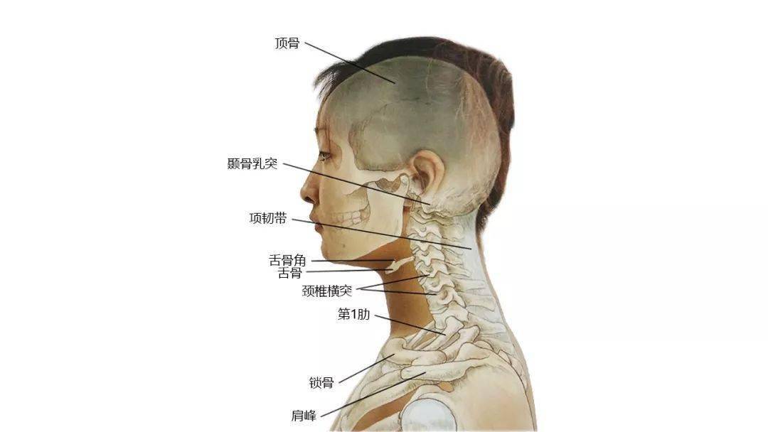 【收藏】27张高清解剖图—头,面,颈部骨骼及肌肉_手机搜狐网