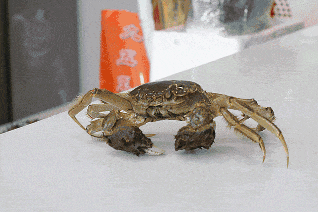 阳澄湖|什么是好吃的大闸蟹！咬一口“biu~”爆膏流黄15年老蟹农告诉你