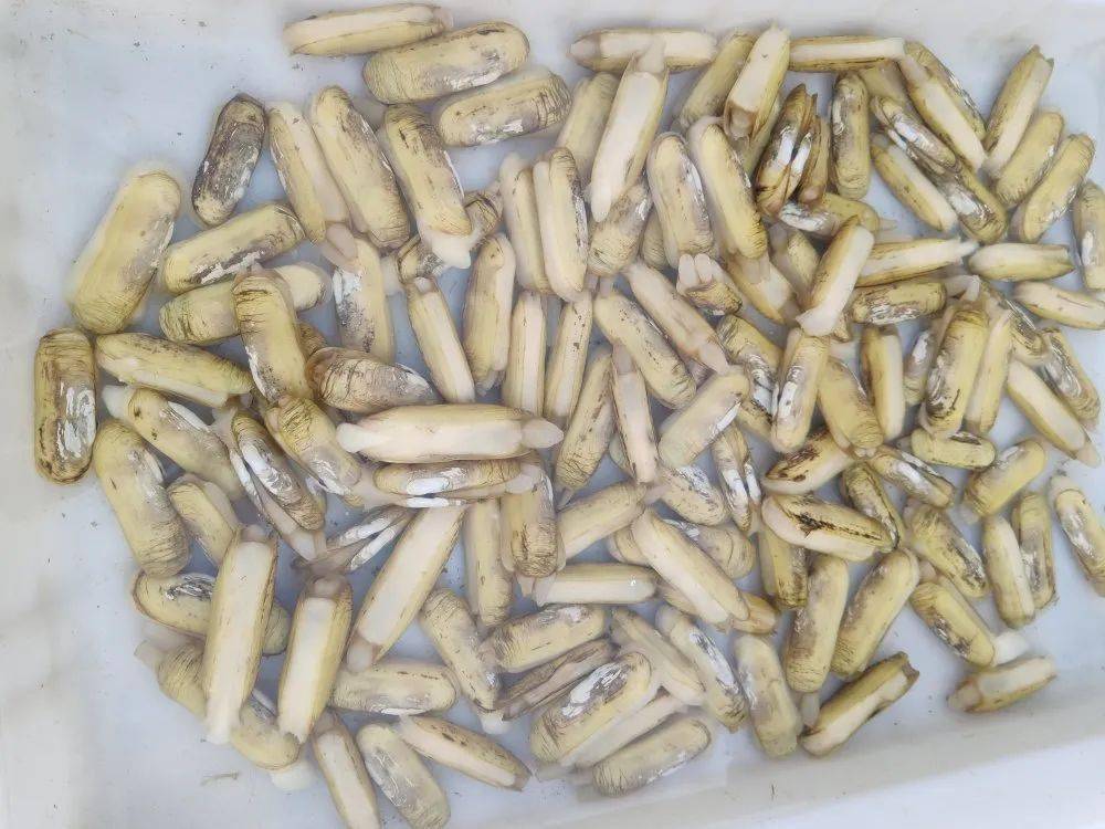 螃蟹|威海海鲜价格这样，快吃起来国庆假期