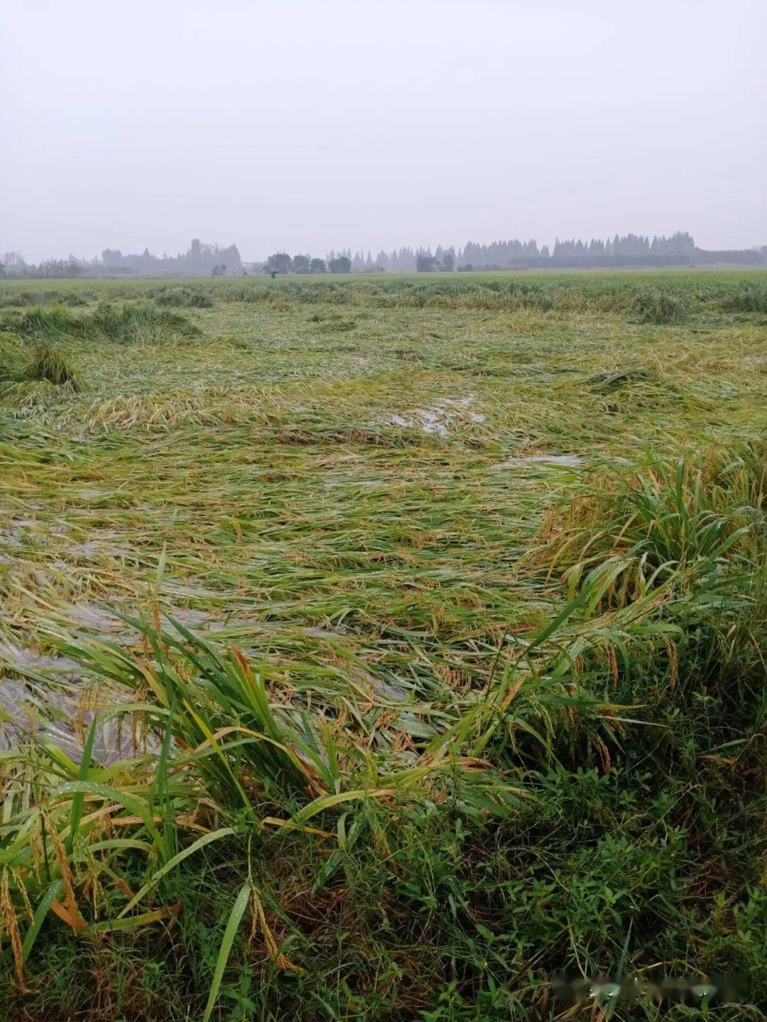 洪灾过后又逢连绵秋雨,朱湖抢救倒伏水稻