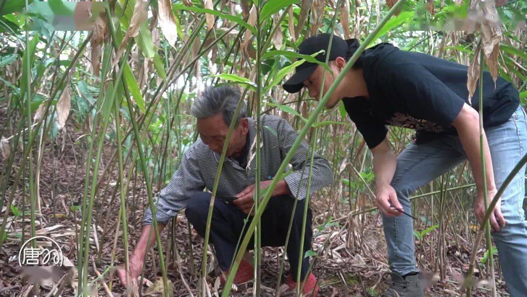 「视讯农业」阳春特产春砂仁之开花授粉,唐羽作品_种植