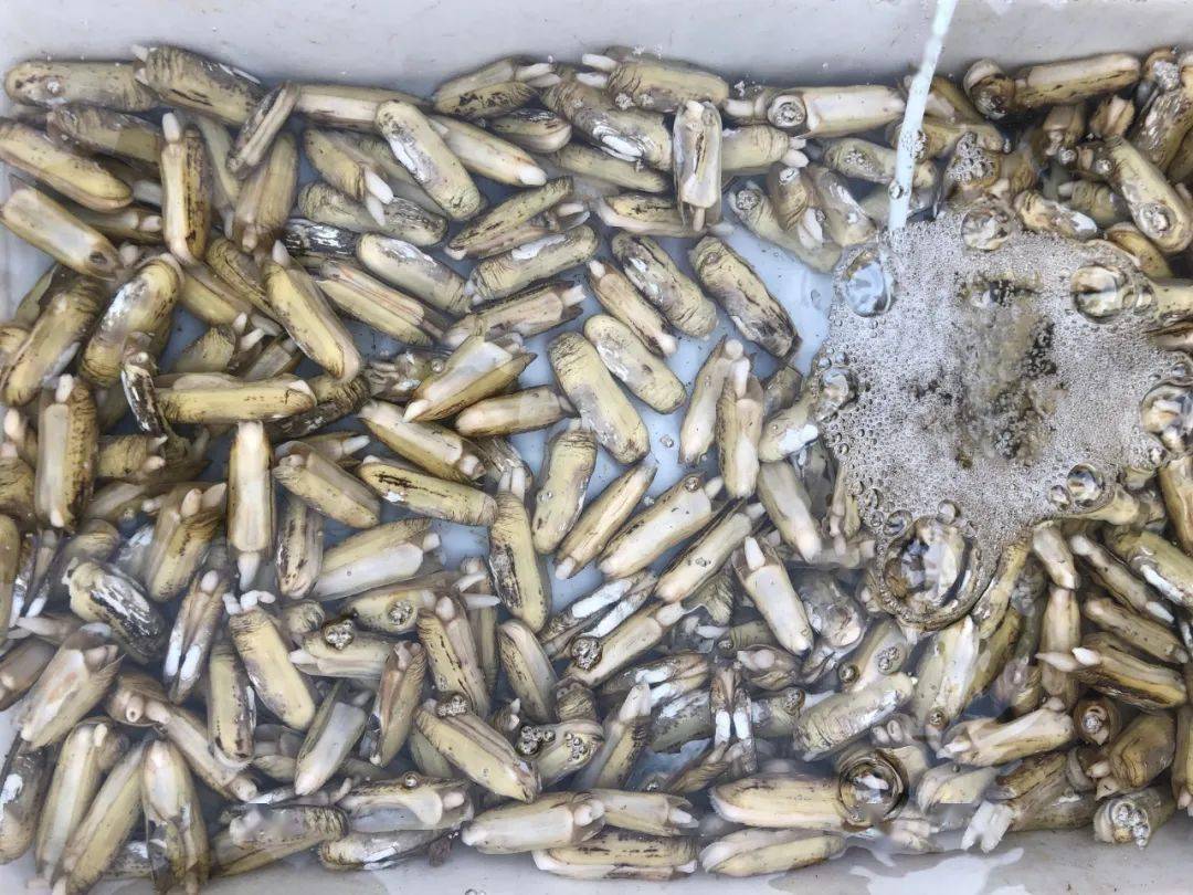 螃蟹|威海海鲜价格这样，快吃起来国庆假期