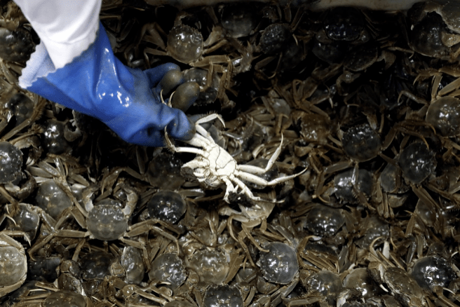 平价|大闸蟹平价史