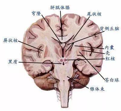 脑模型对比大脑供血动脉3d扫描ct成像脑室系统脑干脑部神经系统是由脑