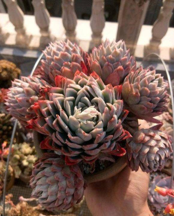 多肉怎样才能出状态 e584d5c87f0b4889978ca21954b7740a.jpeg