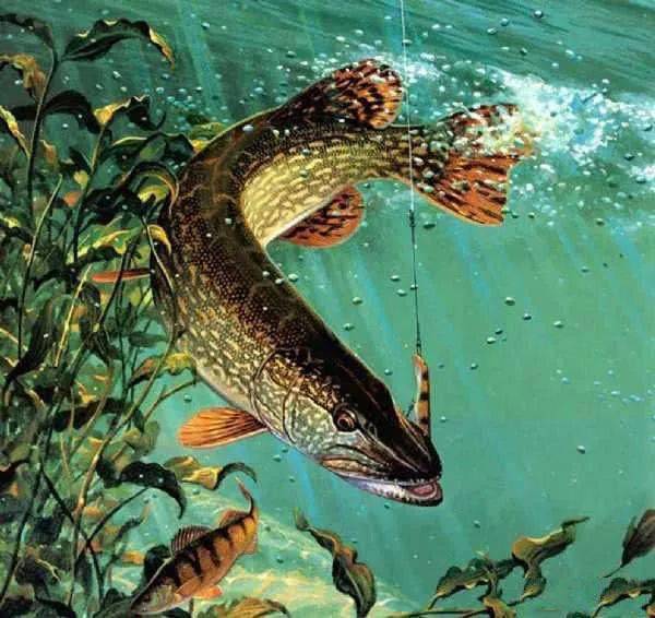 鱼多少天吃一次 08cea3267a9e4ec38f01a8387296a606.jpeg