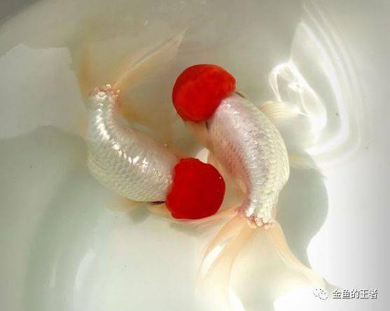 品鉴有关鹅头红的几个问题