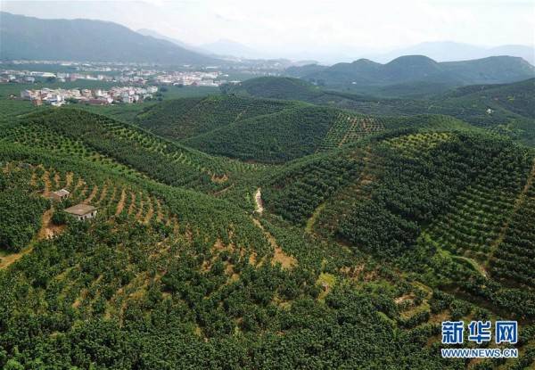 这是福建漳州市平和县万亩蜜柚观光园(9月17日摄,无人机照片.