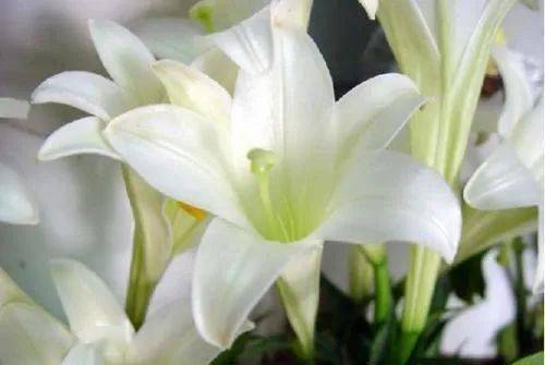 氨基酸|59元两瓶？！全*贤就靠这一步，打败90%的女星