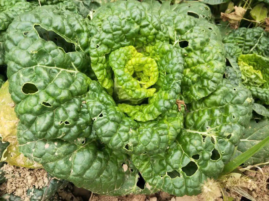 3种不怕冻的蔬菜寒露后撒把种子冬天就能吃到新鲜菜