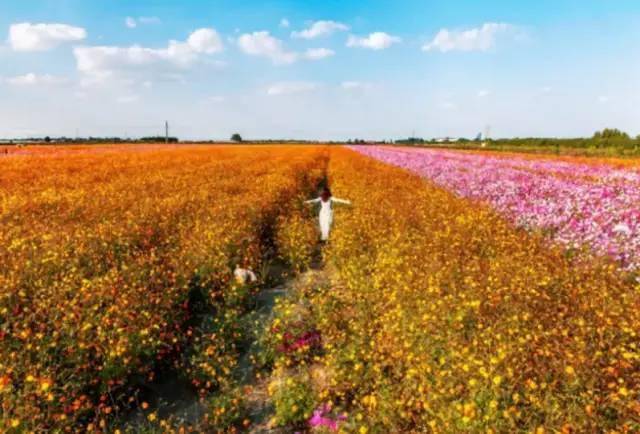 齐河鲁风户外俱乐部10月17日齐都花海 小丑巡园 恐龙展 齐园公园纯玩