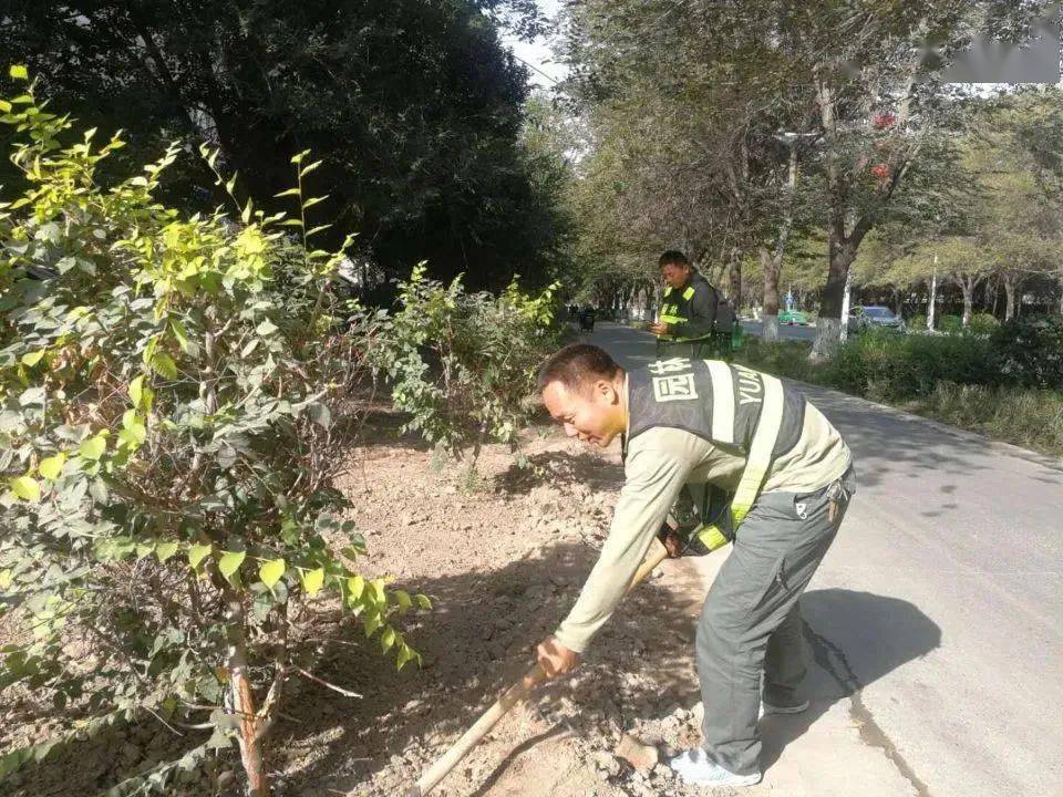 八师石河子市城管局园林绿化养护中心:栽种苗木 扮靓石城