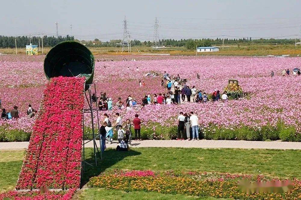 临淄齐都花海这个网红打卡点,你来过没?