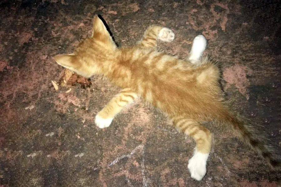 小橘猫四肢被人掰断丢在路边默默等死抢救2天后还是回了喵星