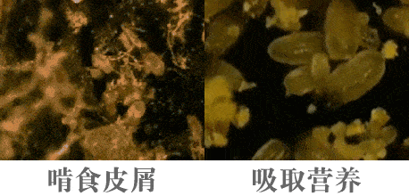 氨基酸|拒绝“螨虫脸”，5秒揉一揉，螨虫全出来了，痘痘黑头全没了！