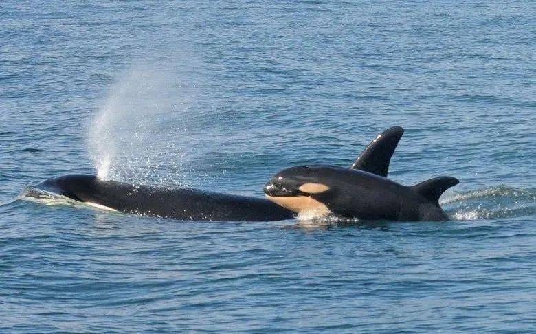 宝宝|17天走了1600公里，两年后又怀孕了……她托着尸体