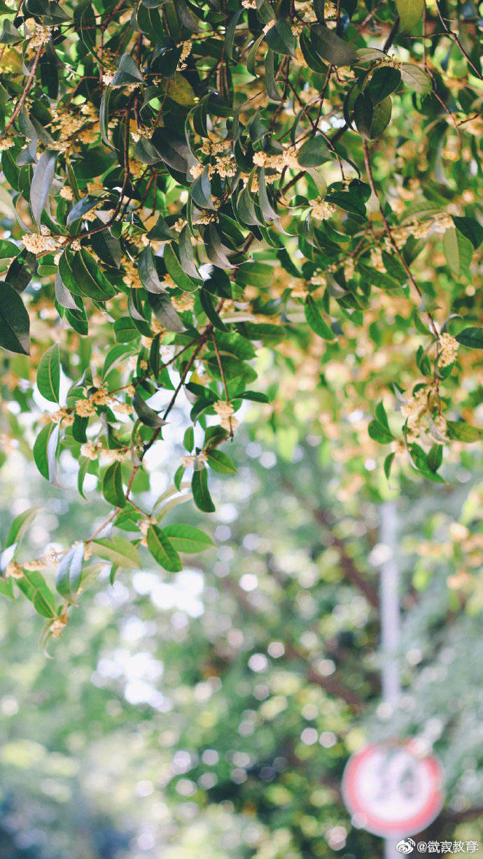 秋景|校园秋景开启，一起来看