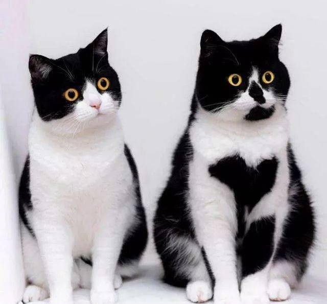 奶牛猫是除了三花猫之外毛色很奇特的猫咪了,它们身上主要由黑白搭配
